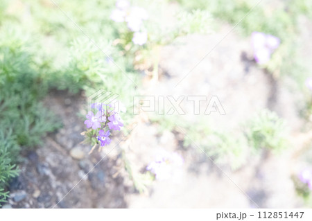 小さな花 小さな花 112851447