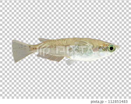 Medaka (female) 112851483