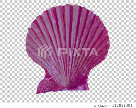 日扇貝(紫) 日扇貝(紫) 112851491