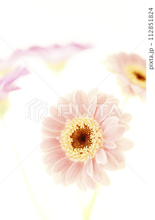 あかるいピンクのかわいいガーベラ 112851824