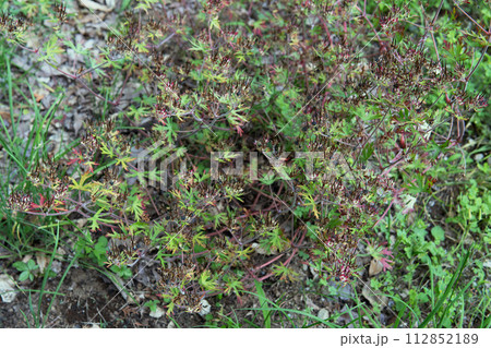 実が黒くなり始めたアメリカフウロの群落／夏・フウロソウ科 112852189