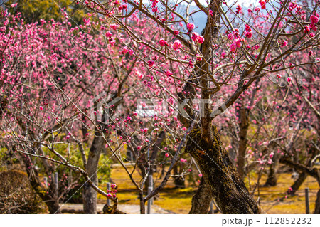 【京都風景】小野小町ゆかりの寺 随心院の観梅会 【京都風景】小野小町ゆかりの寺 随心院の観梅会 112852232