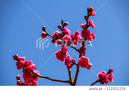【京都風景】小野小町ゆかりの寺 随心院の観梅会 【京都風景】小野小町ゆかりの寺 随心院の観梅会 112852233