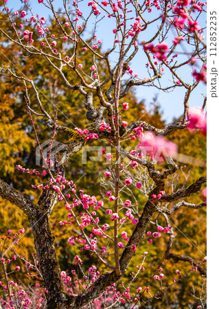 【京都風景】小野小町ゆかりの寺　随心院の観梅会 112852235