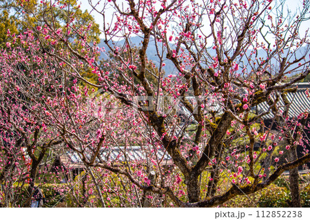 【京都風景】小野小町ゆかりの寺 随心院の観梅会 【京都風景】小野小町ゆかりの寺 随心院の観梅会 112852238