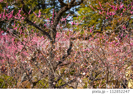 【京都風景】小野小町ゆかりの寺　随心院の観梅会 112852247