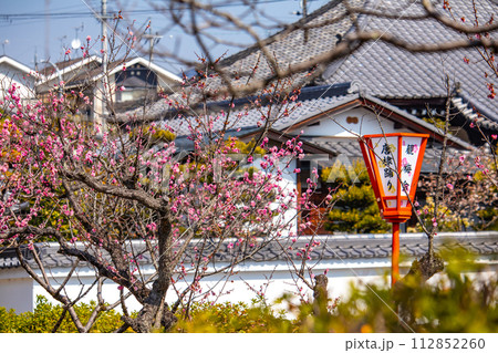 【京都風景】小野小町ゆかりの寺 随心院の観梅会 【京都風景】小野小町ゆかりの寺 随心院の観梅会 112852260