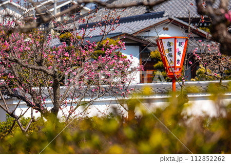 【京都風景】小野小町ゆかりの寺 随心院の観梅会 【京都風景】小野小町ゆかりの寺 随心院の観梅会 112852262