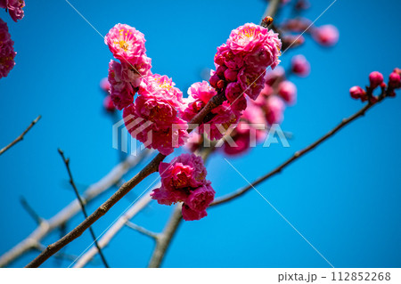 【京都風景】小野小町ゆかりの寺 随心院の観梅会 【京都風景】小野小町ゆかりの寺 随心院の観梅会 112852268
