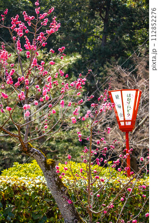 【京都風景】小野小町ゆかりの寺 随心院の観梅会 【京都風景】小野小町ゆかりの寺 随心院の観梅会 112852276