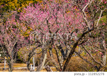【京都風景】小野小町ゆかりの寺 随心院の観梅会 【京都風景】小野小町ゆかりの寺 随心院の観梅会 112852278