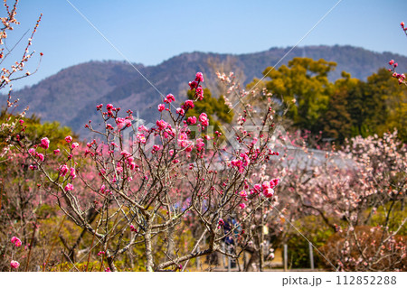 【京都風景】小野小町ゆかりの寺　随心院の観梅会 112852288