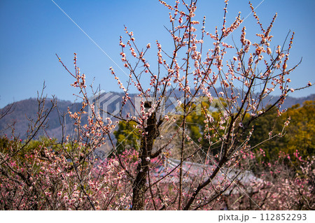 【京都風景】小野小町ゆかりの寺　随心院の観梅会 112852293