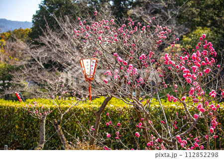 【京都風景】小野小町ゆかりの寺 随心院の観梅会 【京都風景】小野小町ゆかりの寺 随心院の観梅会 112852298