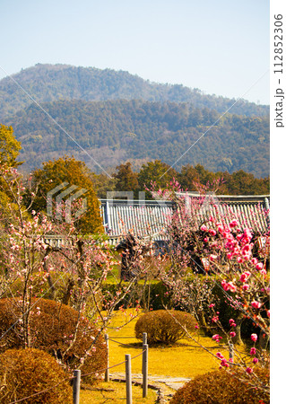 【京都風景】小野小町ゆかりの寺 随心院の観梅会 【京都風景】小野小町ゆかりの寺 随心院の観梅会 112852306