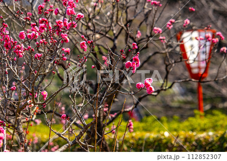 【京都風景】小野小町ゆかりの寺　随心院の観梅会 112852307