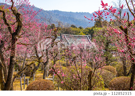 【京都風景】小野小町ゆかりの寺　随心院の観梅会 112852315
