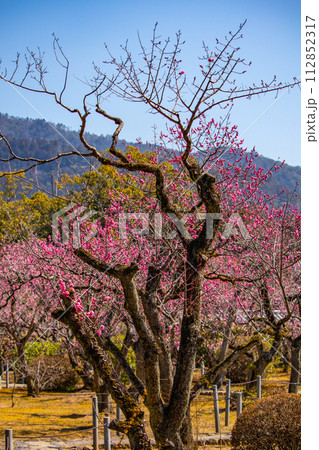 【京都風景】小野小町ゆかりの寺　随心院の観梅会 112852317