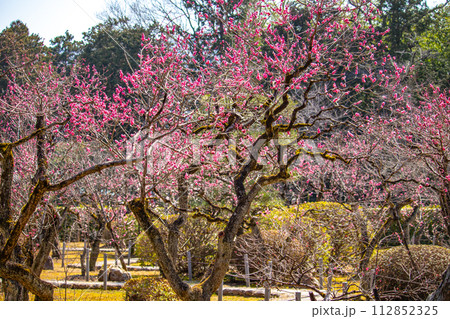【京都風景】小野小町ゆかりの寺 随心院の観梅会 【京都風景】小野小町ゆかりの寺 随心院の観梅会 112852325