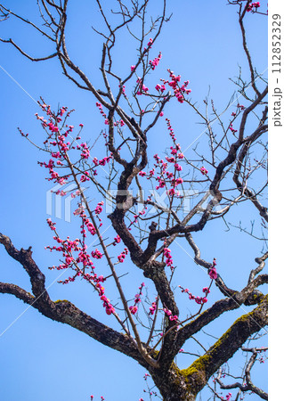 【京都風景】小野小町ゆかりの寺　随心院の観梅会 112852329