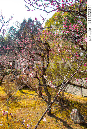 【京都風景】小野小町ゆかりの寺　随心院の観梅会 112852344