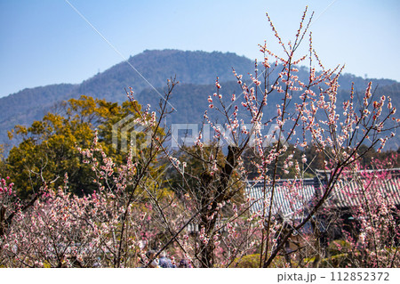 【京都風景】小野小町ゆかりの寺　随心院の観梅会 112852372