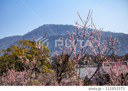 【京都風景】小野小町ゆかりの寺　随心院の観梅会 112852373