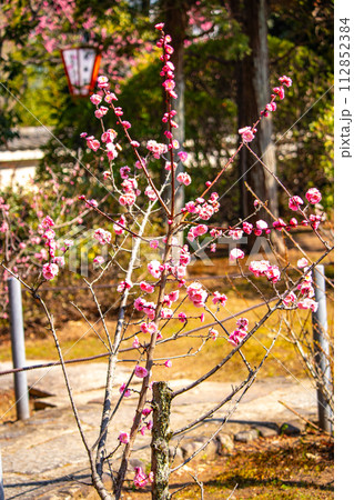 【京都風景】小野小町ゆかりの寺　随心院の観梅会 112852384