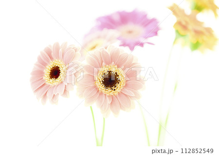 あかるいカラフルなガーベラぼ花々 112852549