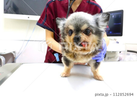 治療中に可愛く見つめるチワワの女の子むーちゃん♡ 112852694