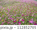 コスモスの花畑 112852705