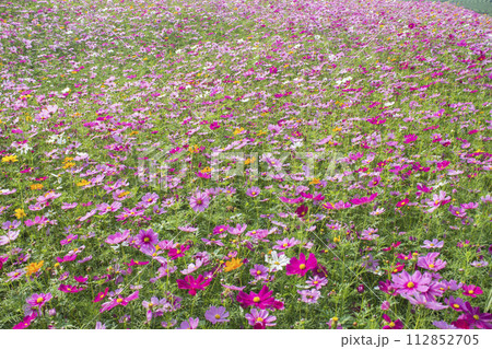 コスモスの花畑 112852705