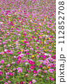 コスモスの花畑 112852708