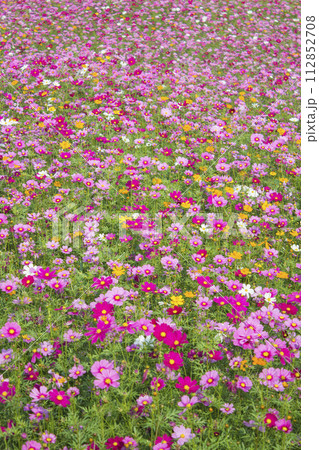 コスモスの花畑 コスモスの花畑 112852708