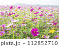 コスモスの花畑 112852710