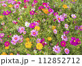 コスモスの花畑 112852712