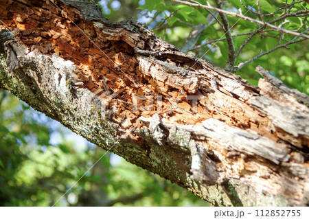 立ち枯れた桜の木 112852755