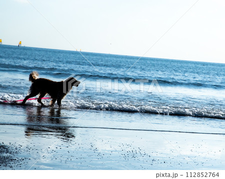 波際で遊ぶ犬 112852764