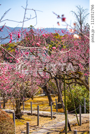 【京都風景】小野小町ゆかりの寺 随心院の観梅会 【京都風景】小野小町ゆかりの寺 随心院の観梅会 112852766