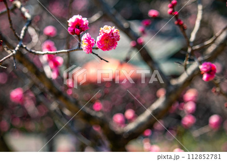 【京都風景】小野小町ゆかりの寺　随心院の観梅会 112852781