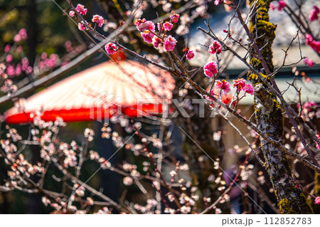 【京都風景】小野小町ゆかりの寺　随心院の観梅会 112852783
