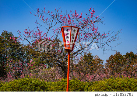 【京都風景】小野小町ゆかりの寺　随心院の観梅会 112852793