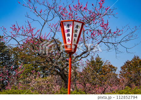 【京都風景】小野小町ゆかりの寺 随心院の観梅会 【京都風景】小野小町ゆかりの寺 随心院の観梅会 112852794