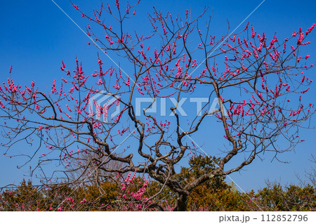 【京都風景】小野小町ゆかりの寺　随心院の観梅会 112852796