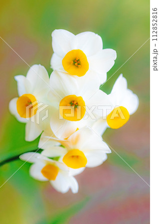 家の周りの草花　四季の色々　春の訪れを告げる日本スイセンの可憐な花が咲きました 112852816