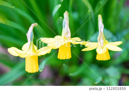 家の周りの草花 四季の色々 花壇に黄色い小さなラッパ水仙が咲きました 家の周りの草花 四季の色々 花壇に黄色い小さなラッパ水仙が咲きました 112852850