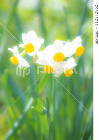 家の周りの草花　四季の色々　春の訪れを告げる日本スイセンの可憐な花が咲きました 112852862