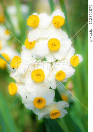 家の周りの草花　四季の色々　春の訪れを告げる日本スイセンの可憐な花が咲きました 112852879