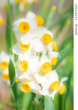 家の周りの草花　四季の色々　春の訪れを告げる日本スイセンの可憐な花が咲きました 112852887