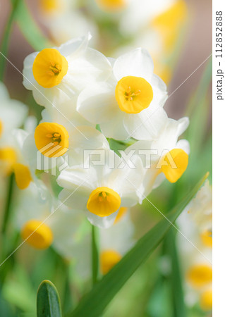家の周りの草花　四季の色々　春の訪れを告げる日本スイセンの可憐な花が咲きました 112852888